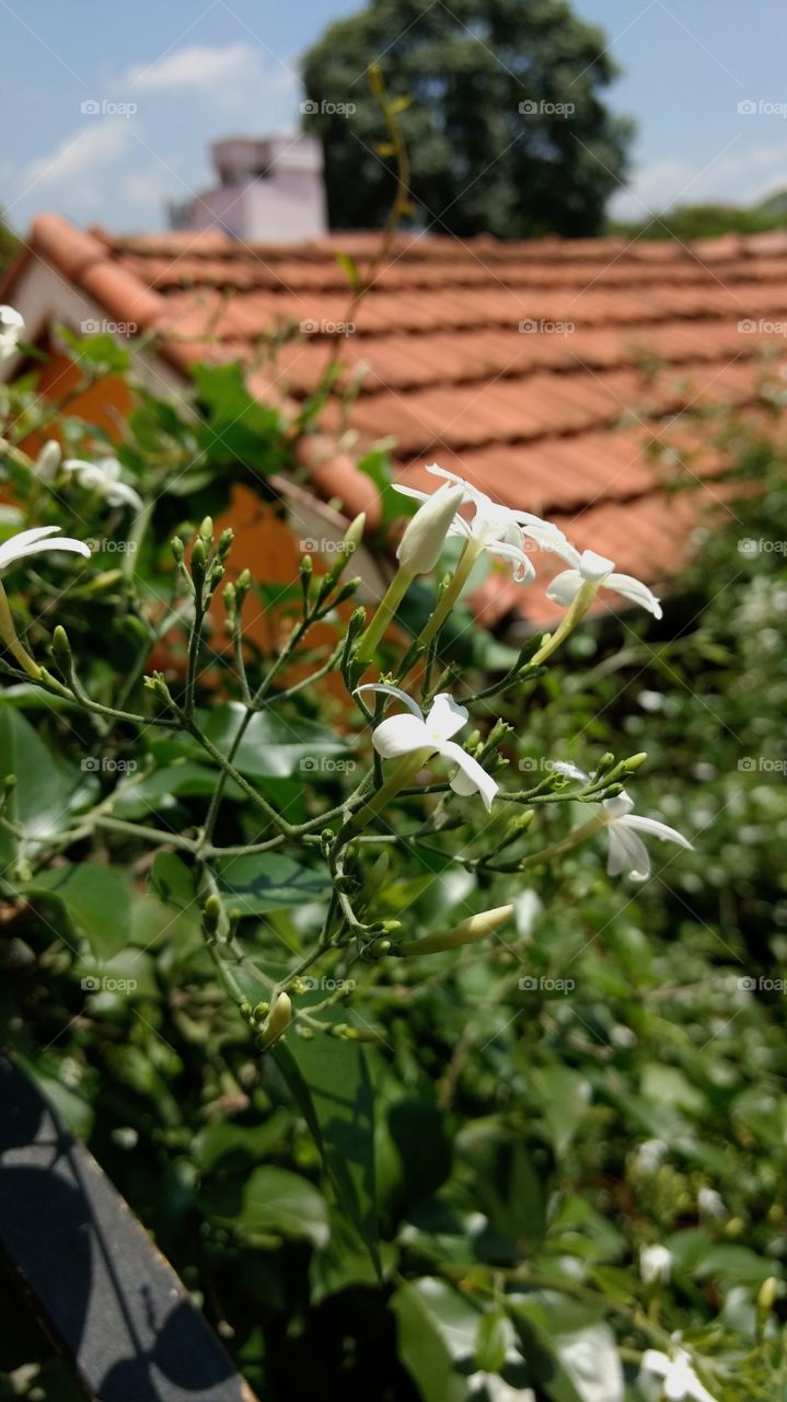Little white flowers in front of a roof
