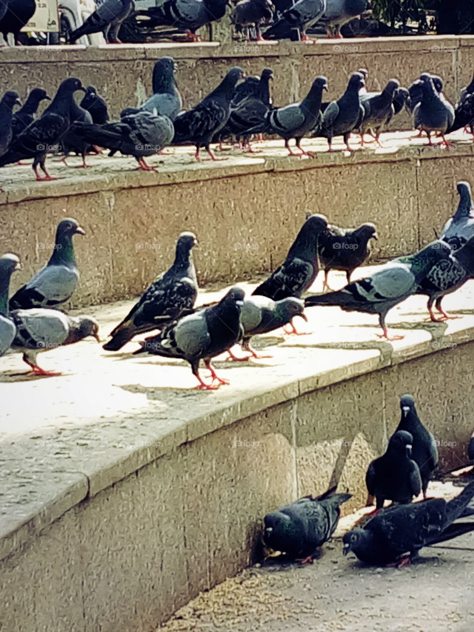 Pigoen, Park pigoen, Natural Pigoen s,