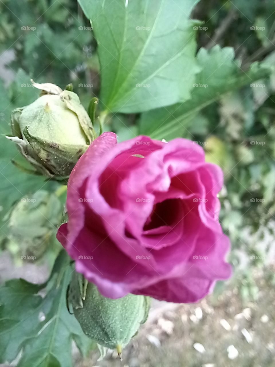 beautiful and it knows