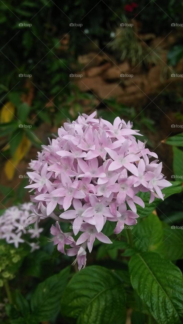 garden flowers capture