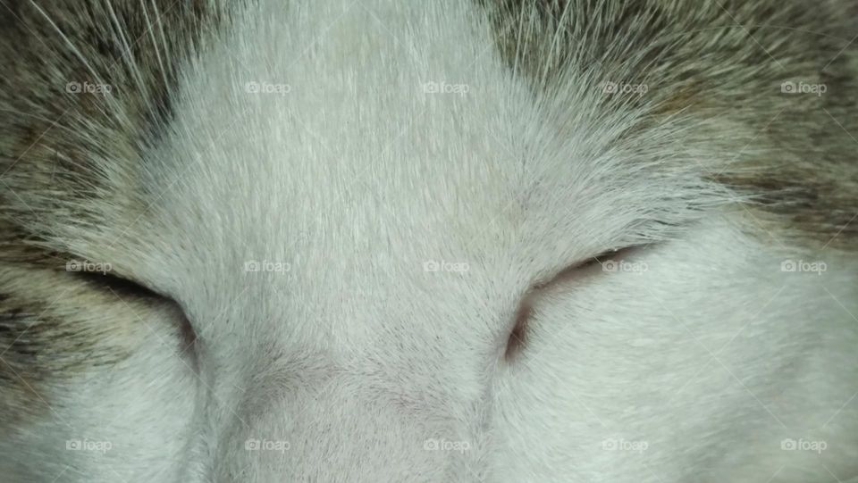 sleepy white cat.