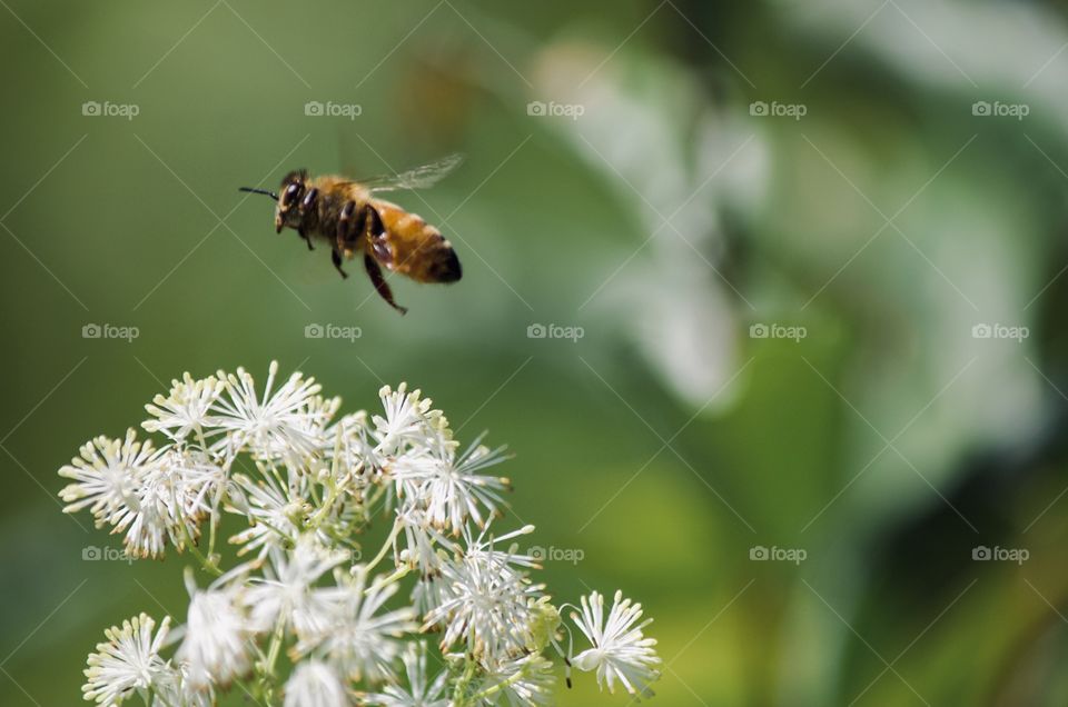 Bee flight