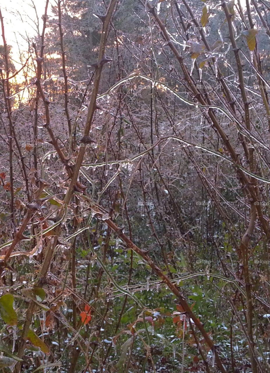 Iced covered branches 
