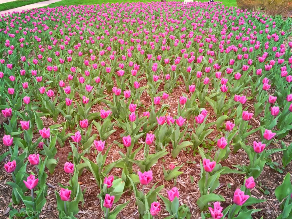 Purple Tulips. Endless springtime purple tulips. 