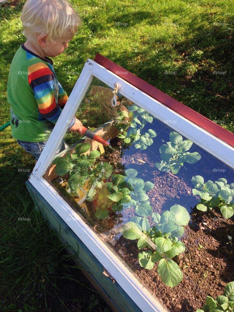 Watering plants