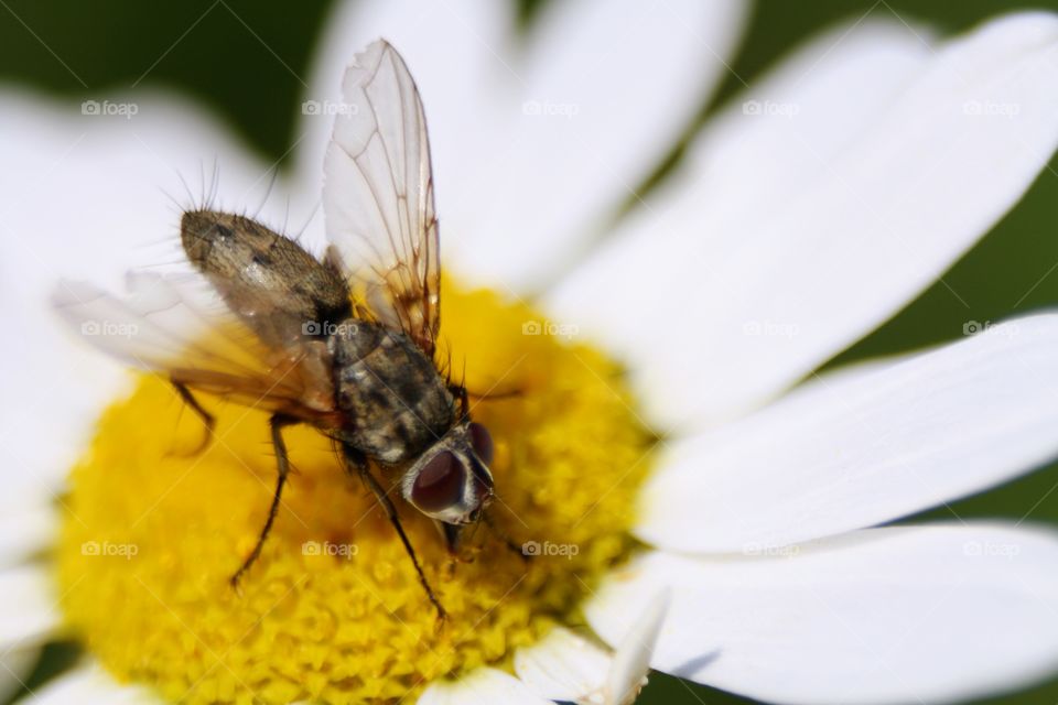 Insect on plants