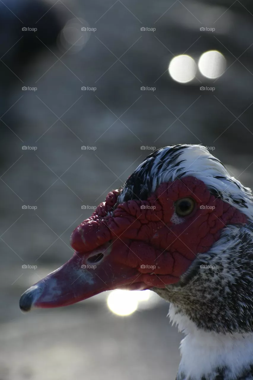 duck