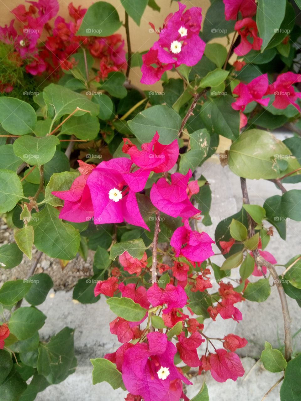 flower bougainvillea