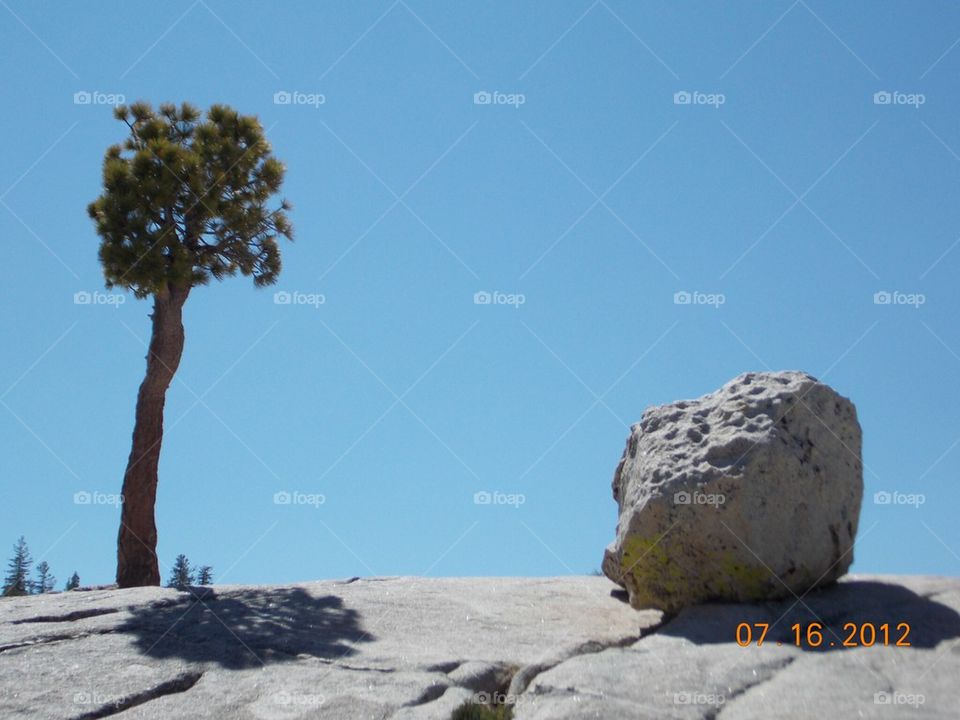 Tree and rock 