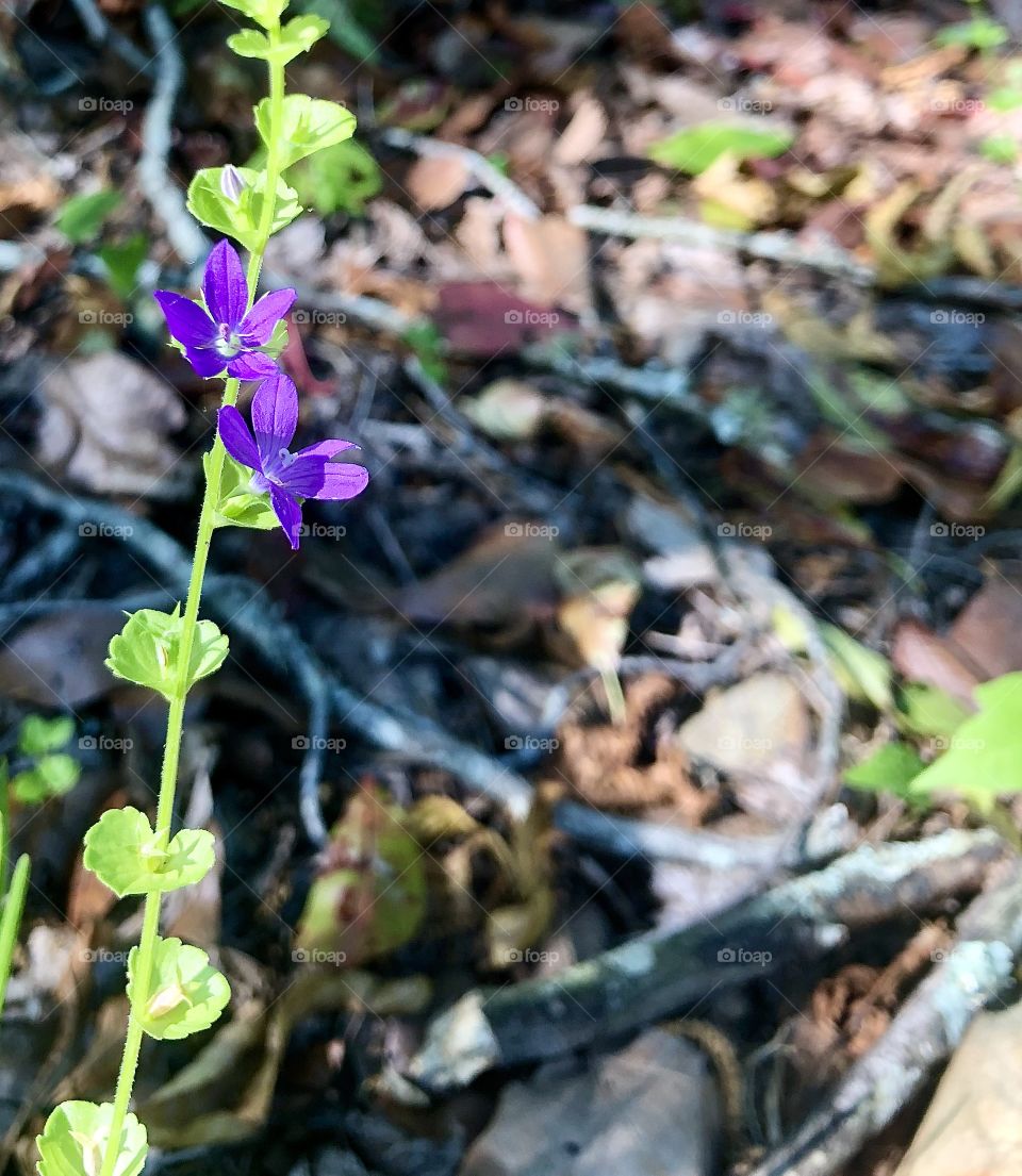 Stray wildflower in late season 