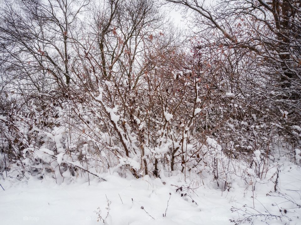 Snow-covered forest.