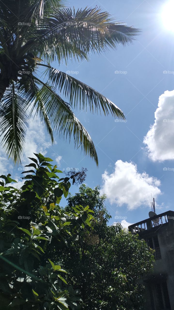 Coconut palm tree on blue sky