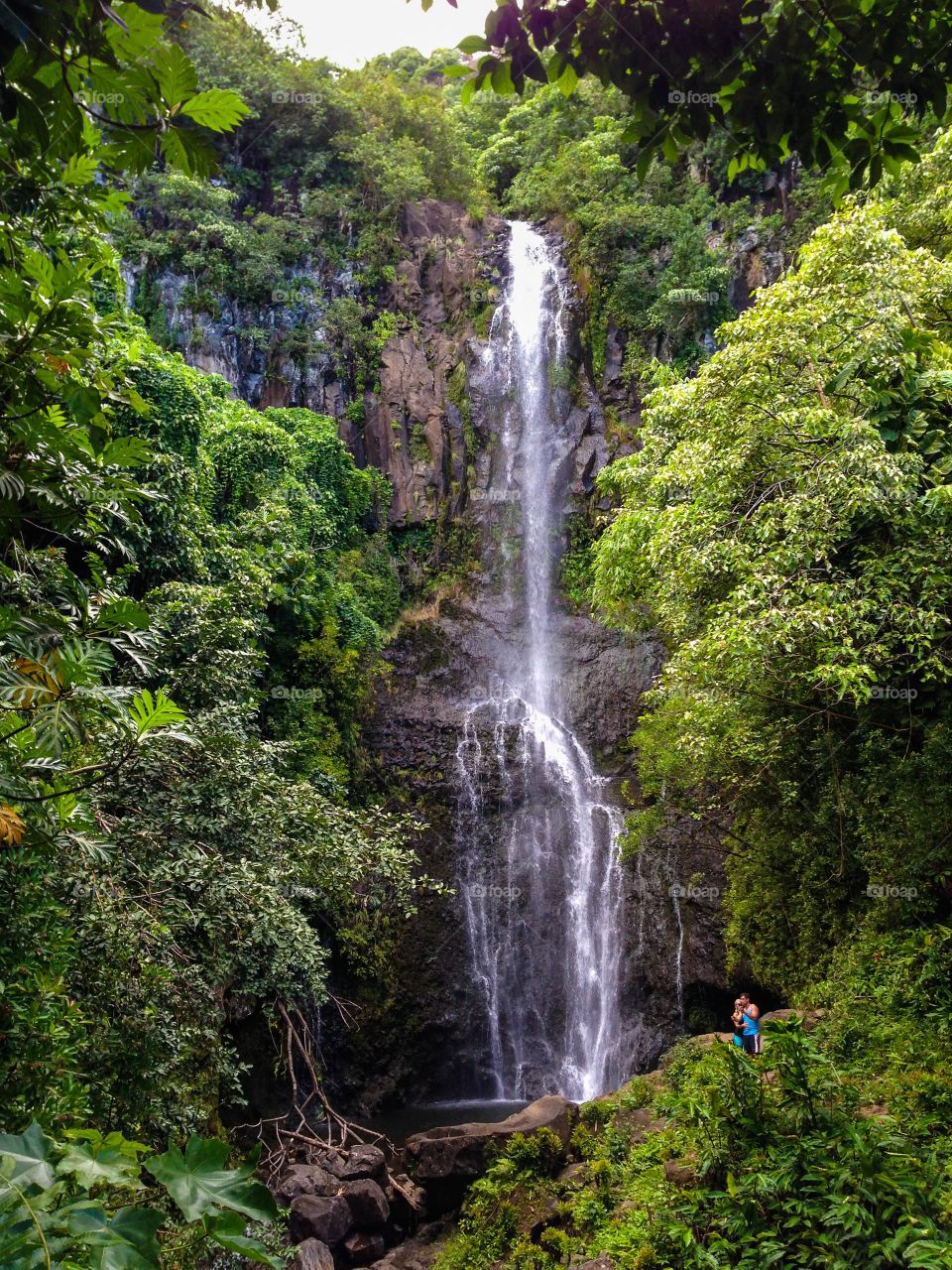 Rain forest waterfall