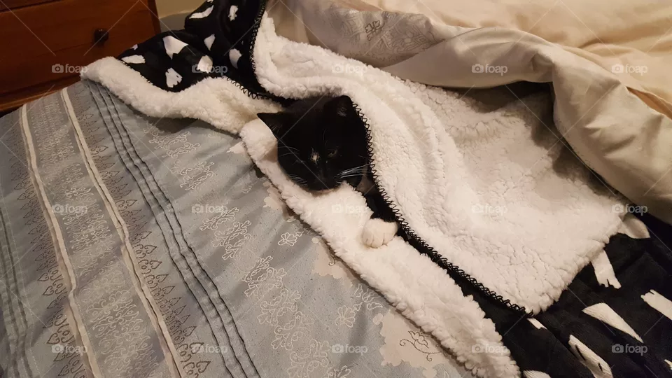 Toasty Cat