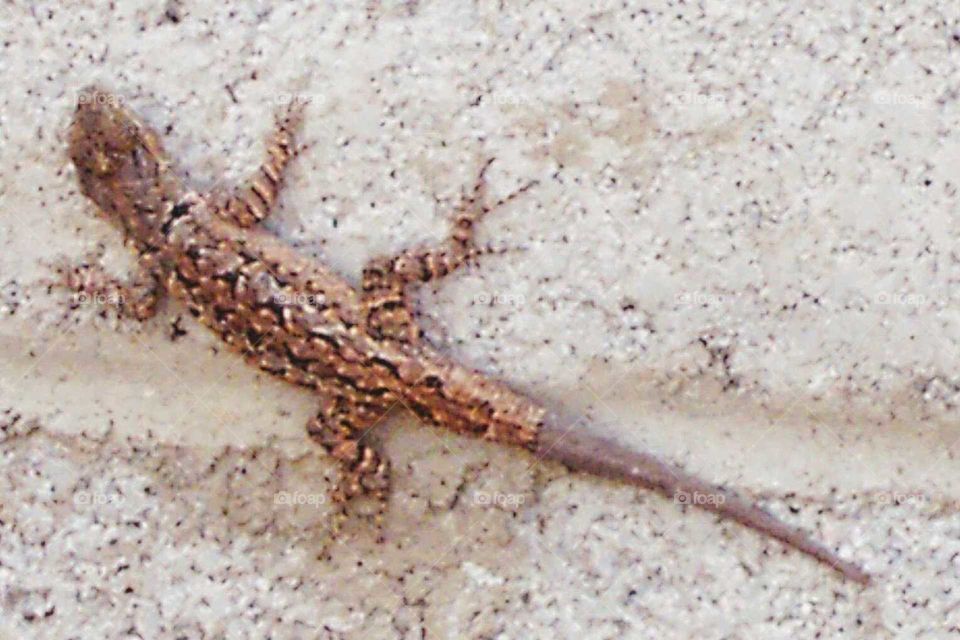 Brown lizard