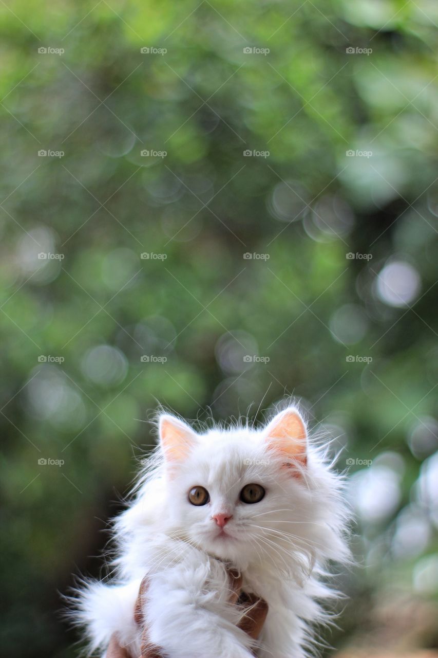 Persian maine coon with Bokeh background 🐈