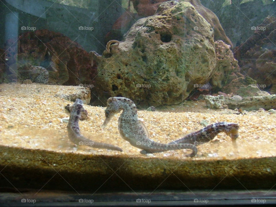 seahorses