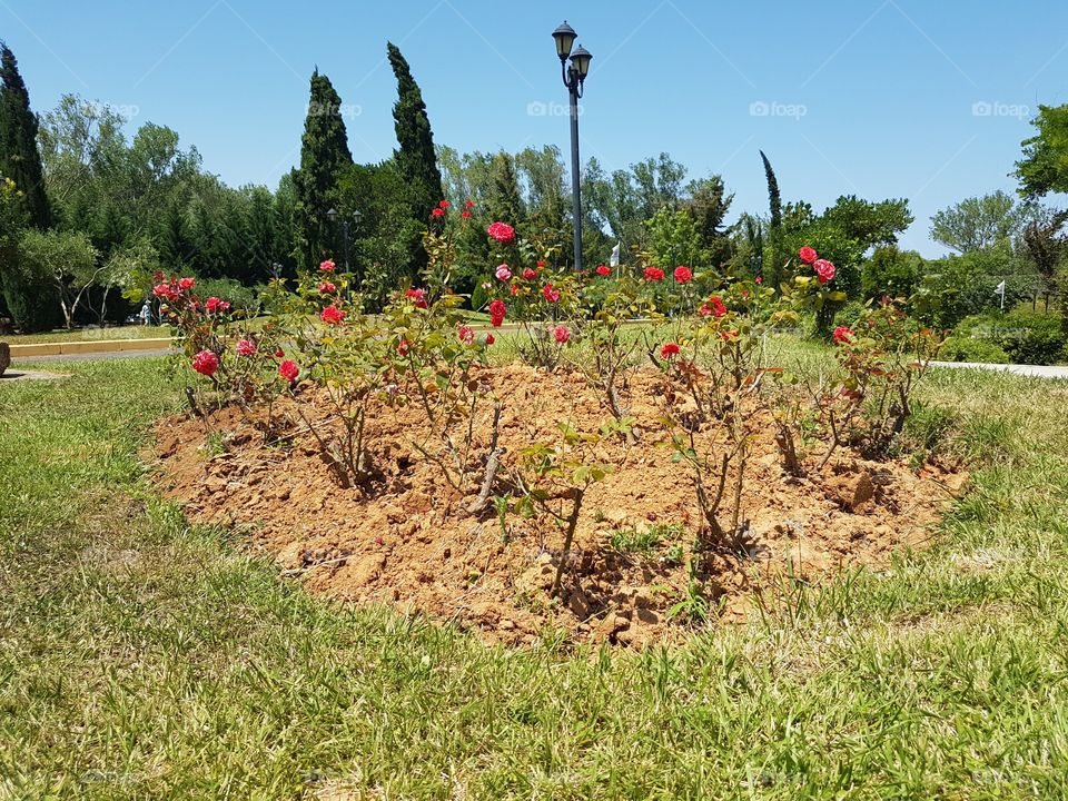 Agriculture, Landscape, Tree, Garden, Farm