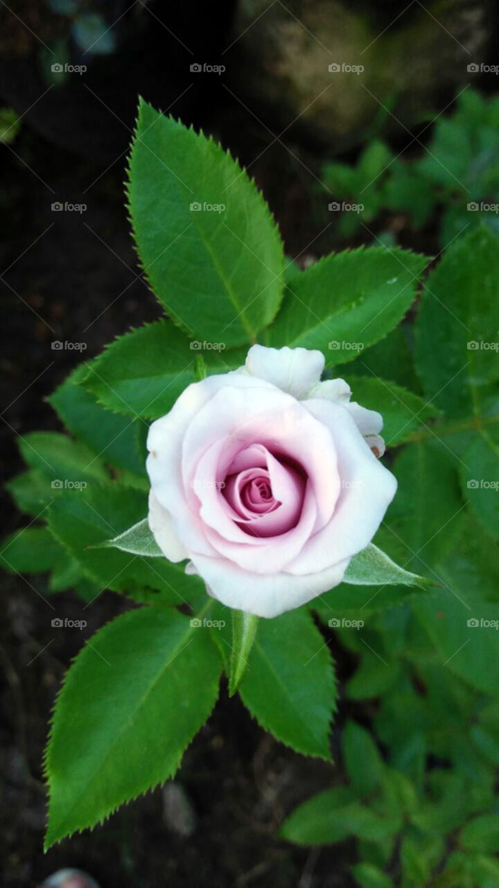 mawar putih ungu