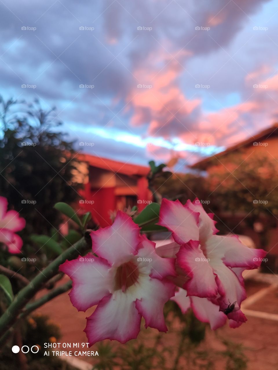 Eu vejo flores em você