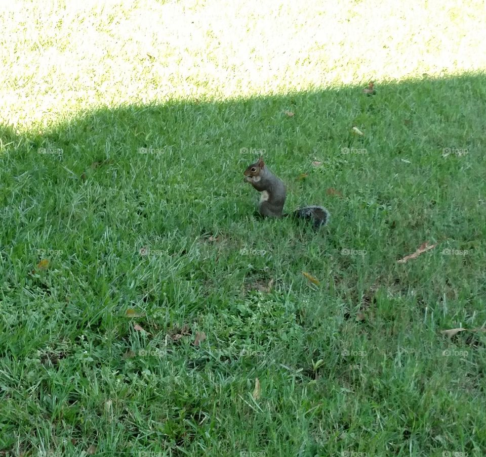 squirrel