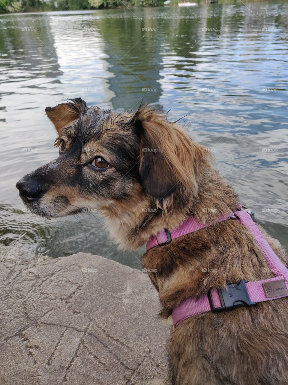 small Dog Rosi, no dachshund but kokoni