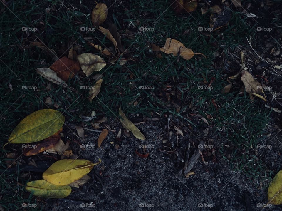 Night Garden. On the ground, colourful leaves create the design.