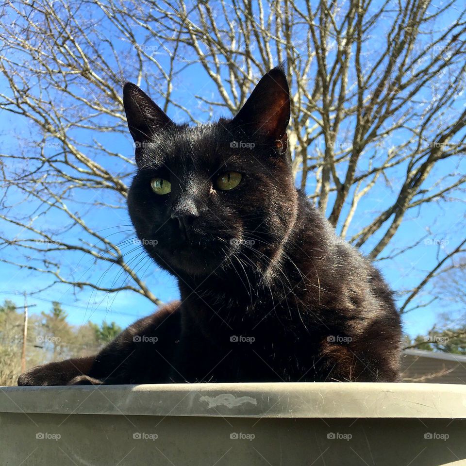 Black cat laying in outside planter against blue sky.