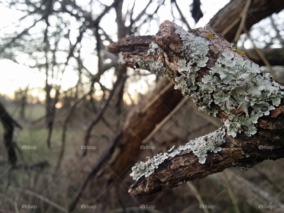 Tree Branch with Lichens