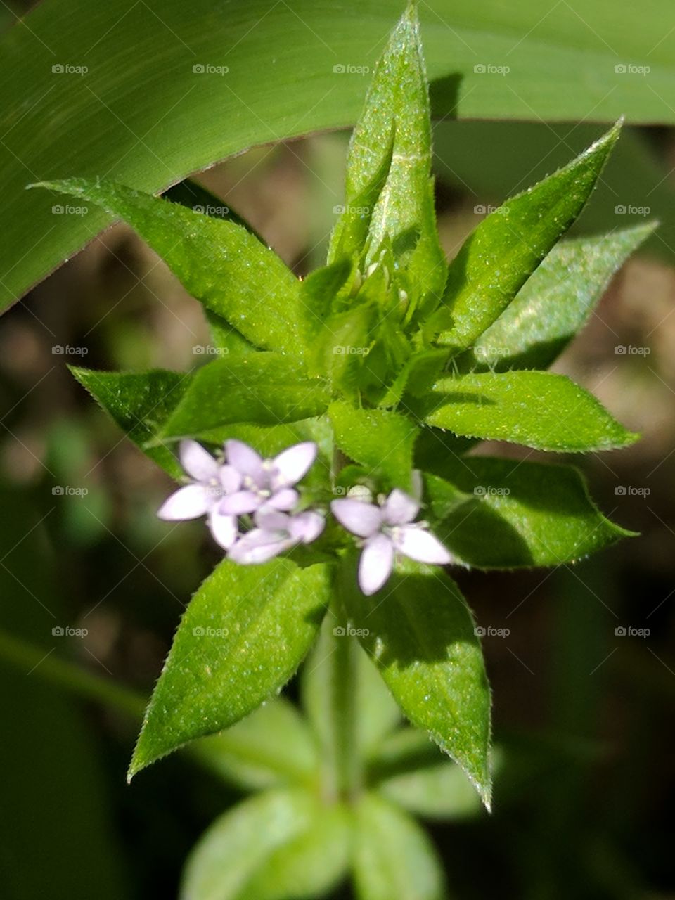 tiny purple flowers