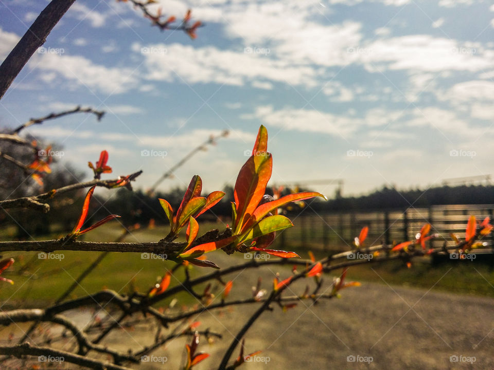 Pomegranate Bush