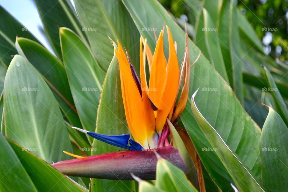 Hawaiian Bird Of Paradise 