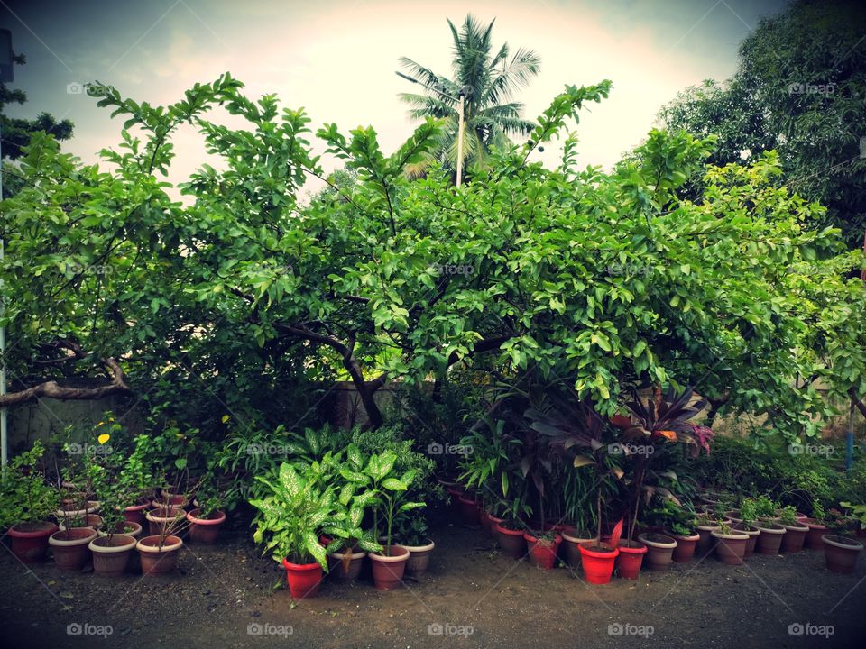 Amazing Flora
Plant Pots🌱🌱🌱
Flora of athe World
👁️📷📷👁️