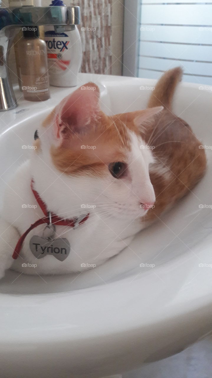 Tyrion the cat