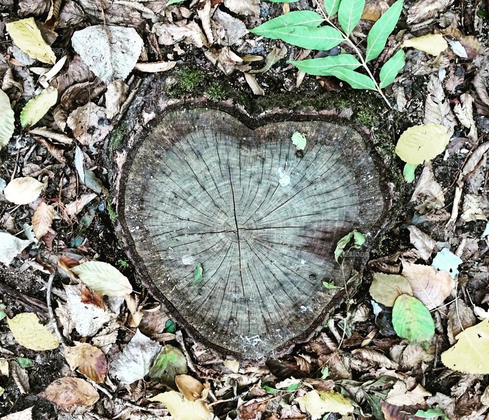 Herz in der Natur