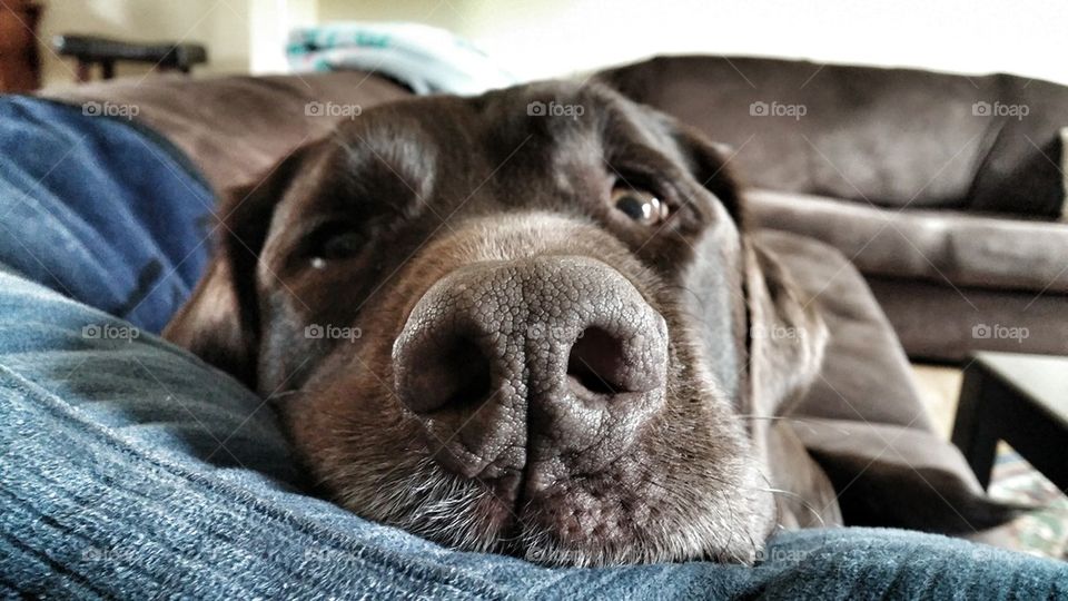 doggie snout 
