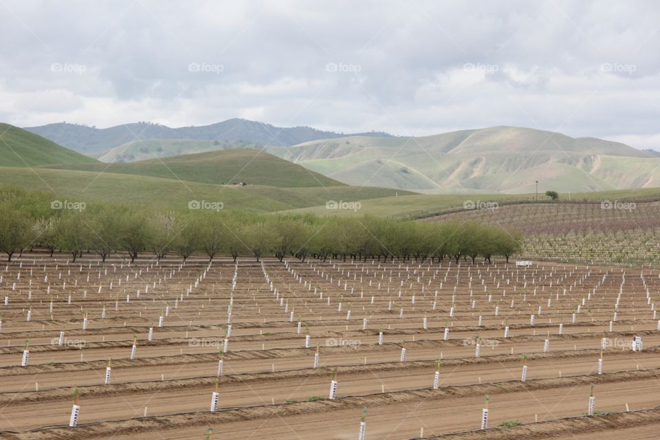 Agriculture landscape 