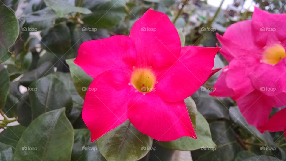 Flower, Flora, Nature, Garden, No Person