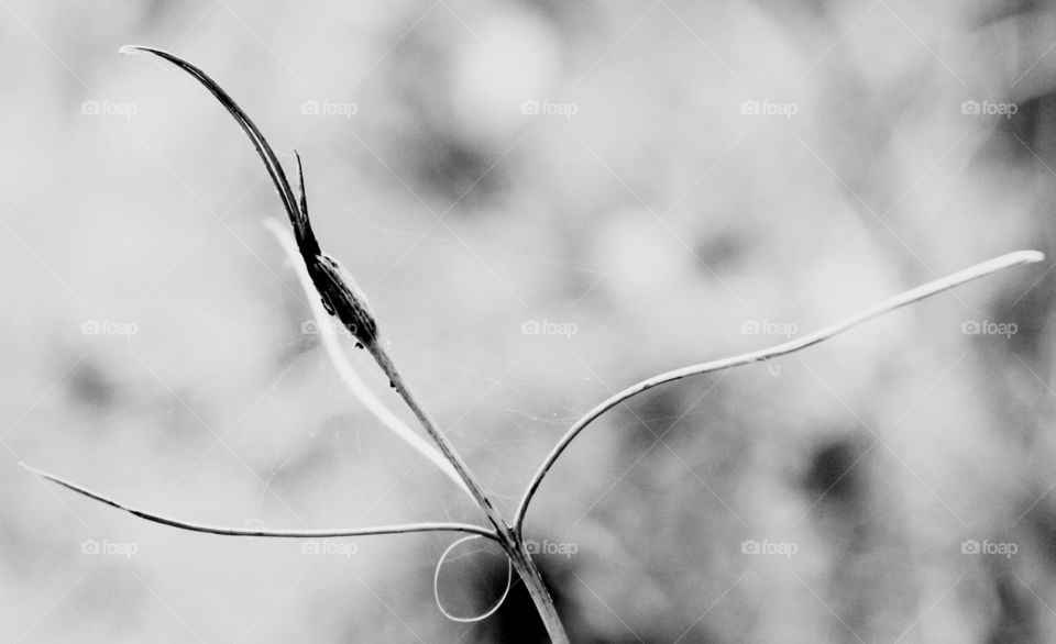 dried stalk in black and white.