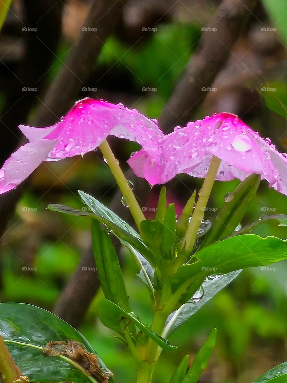 Raindrops on pink flowers and green leaves