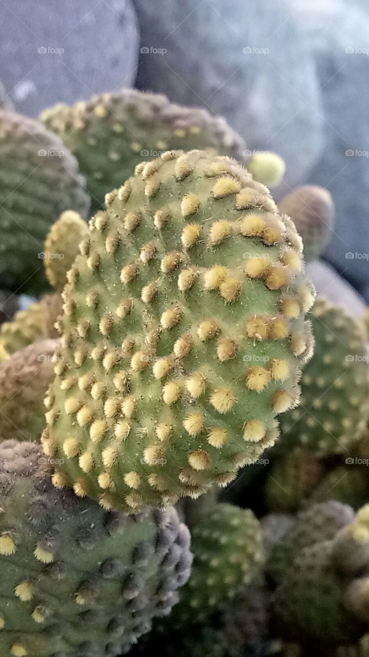 young cactus