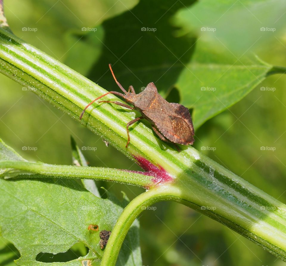 Close-up of insect on plant