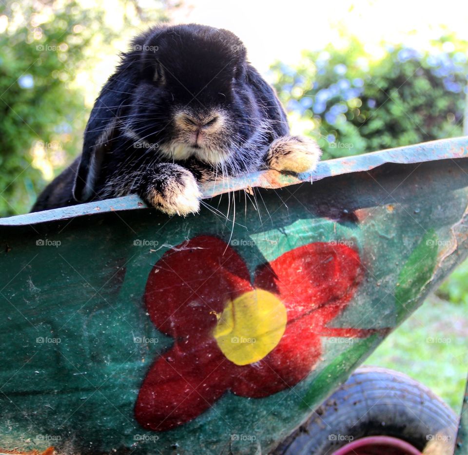 Rabbit on wheelbarrow