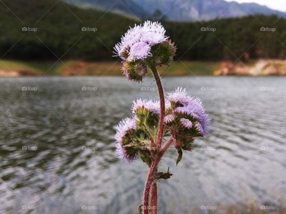 Beautiful flower by the river side