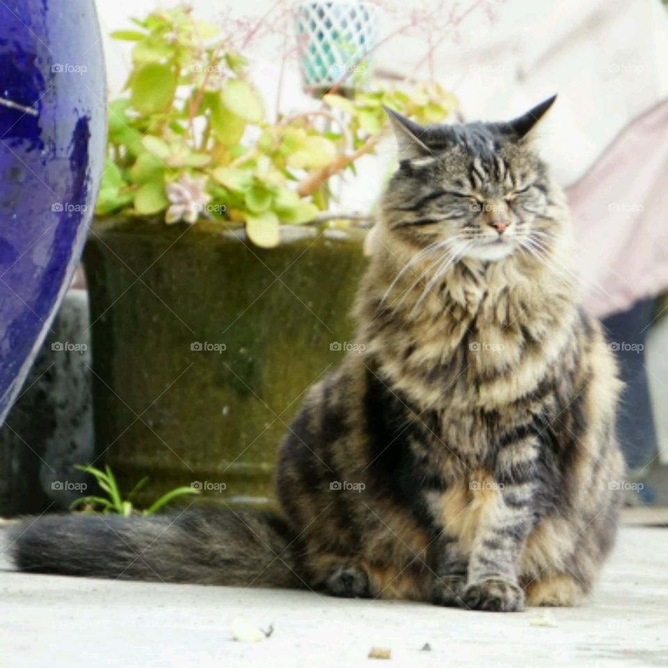 Fluffy Cat Tabby fur long hair