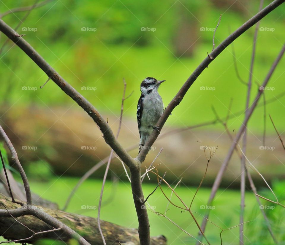 Cute little woodpecker