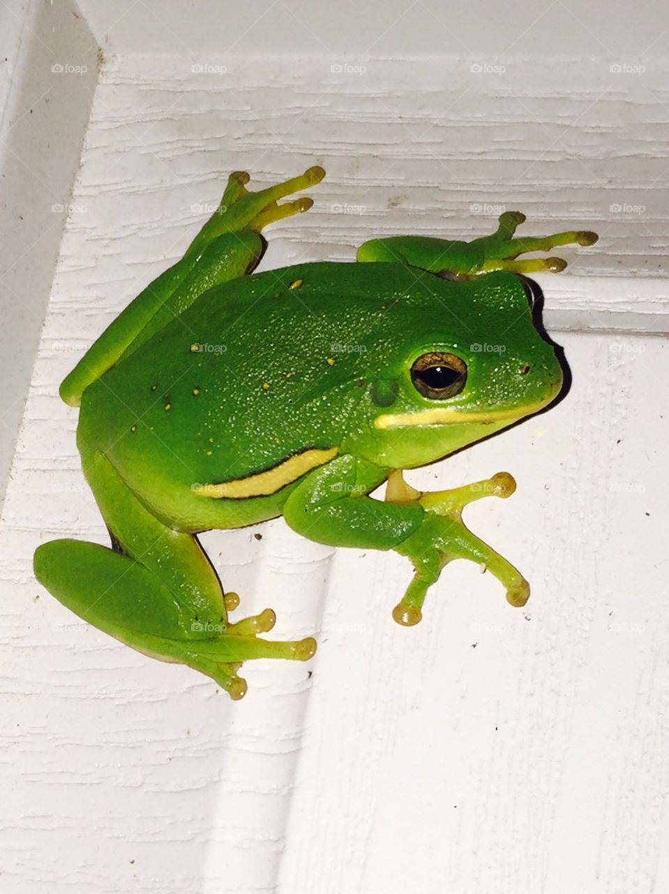 Bright green frog