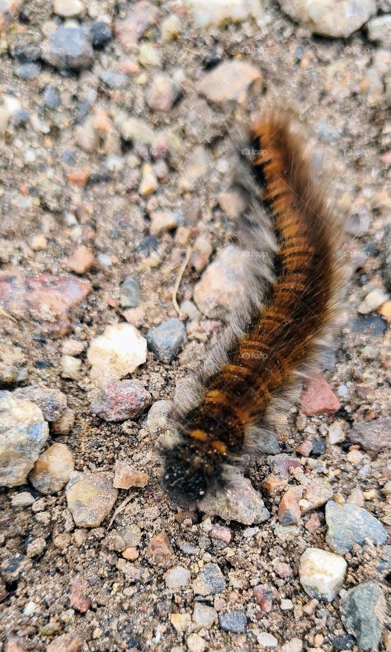 caterpillar