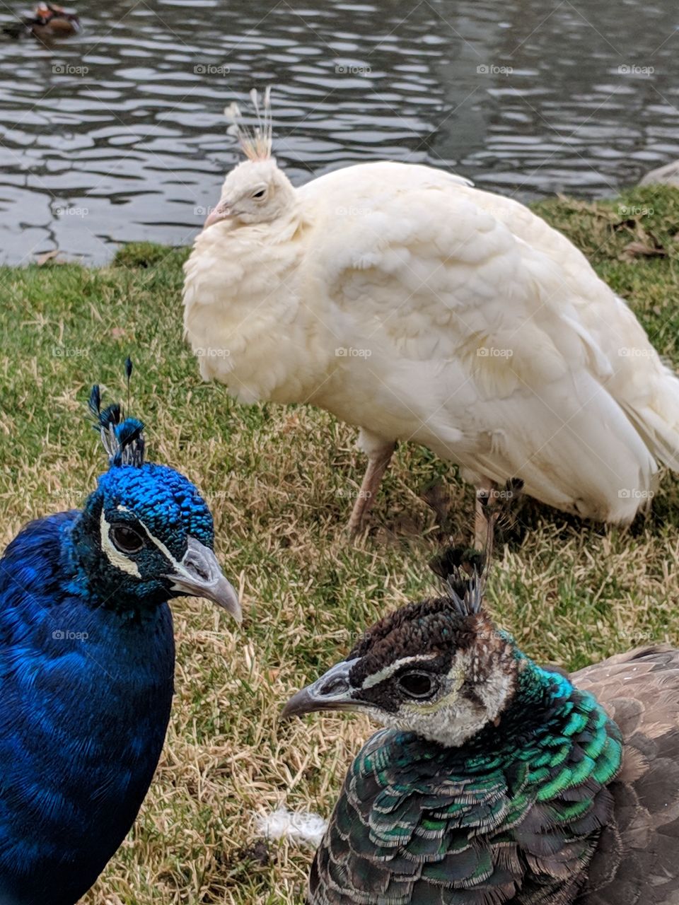 a hen and 2 peacocks