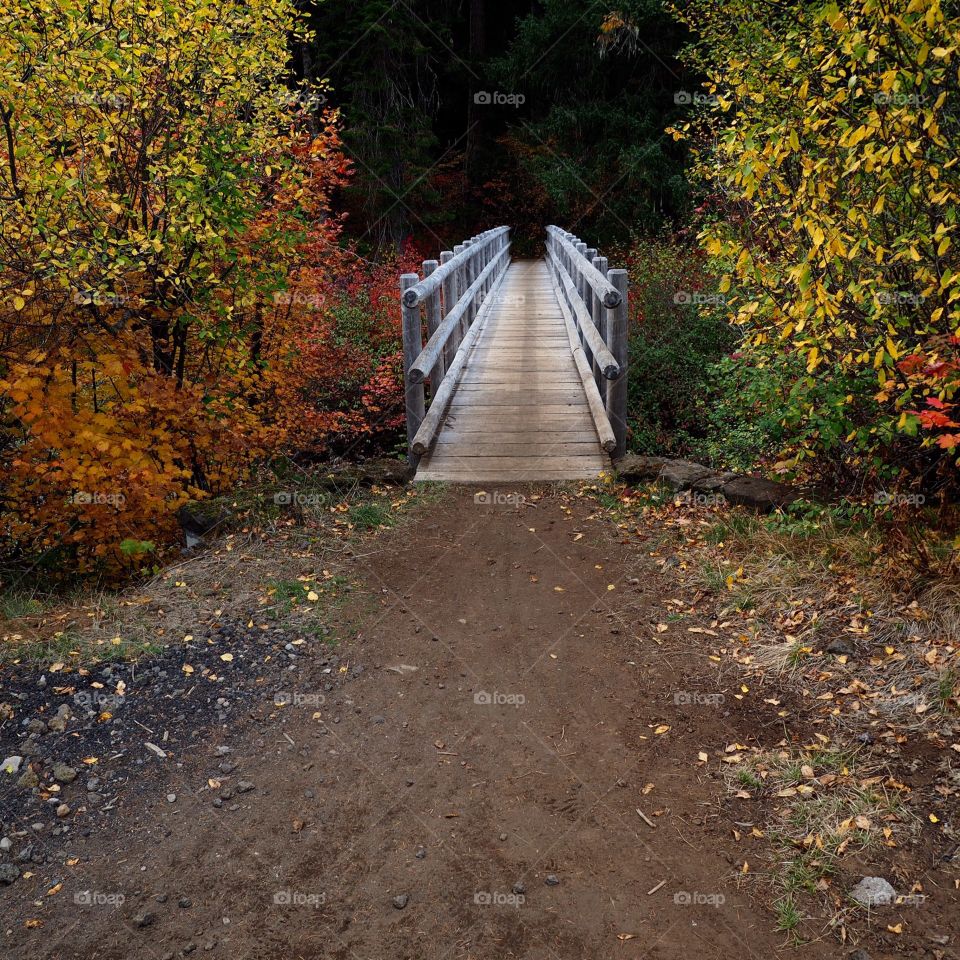 Bridging light and dark. Fall colors overlap one side of a wooden bridge that leads to the darkness ahead. 